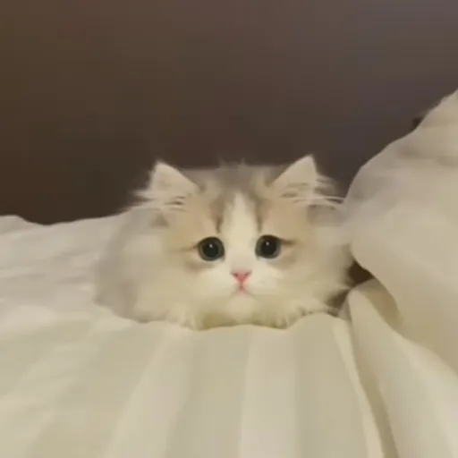 creator ~Fia~'s avatar