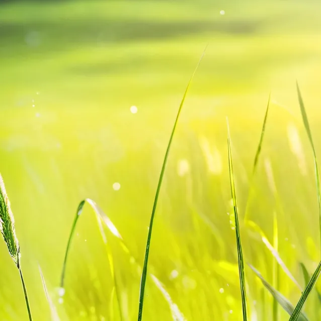 chat with ai character: Grass