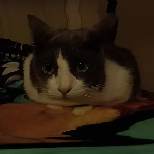 creator Chungus_nugget :3's avatar