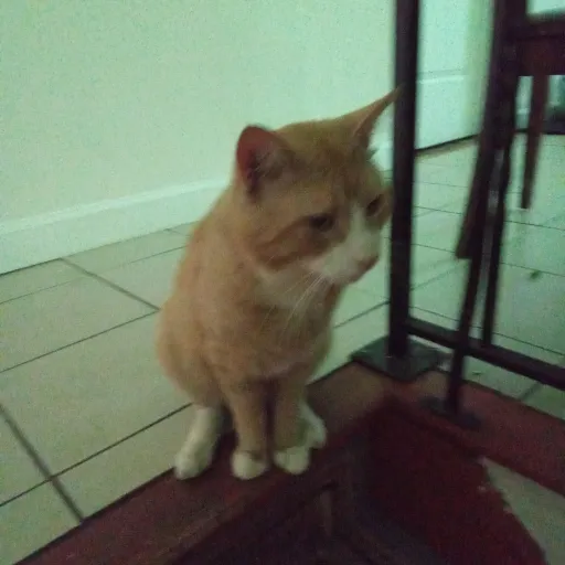 creator Mr roblox's avatar