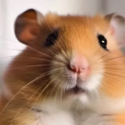 chat with ai character: Lola