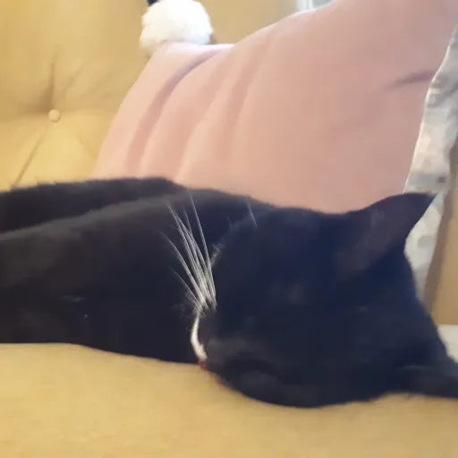 creator i ♡ cats!'s avatar