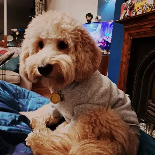 creator Jeff Bezos's avatar