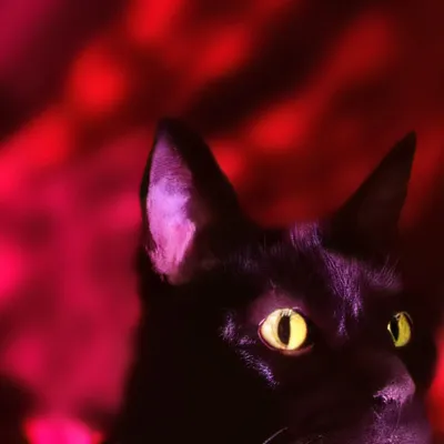 chat with ai character: Shera