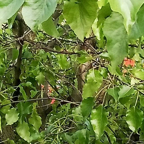 creator gayattackbitches!!'s avatar