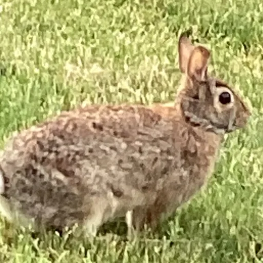 creator Andrea boba's avatar