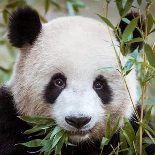 creator Tramaombre's avatar