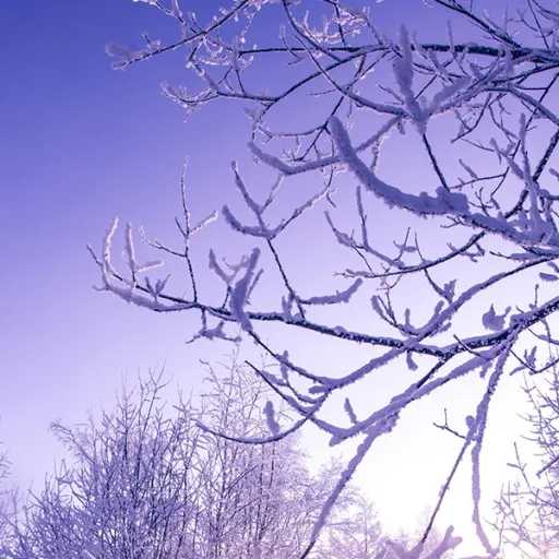 creator Rosalind Giselle's avatar