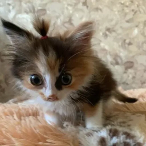 creator ☆Yuri-catlover's avatar