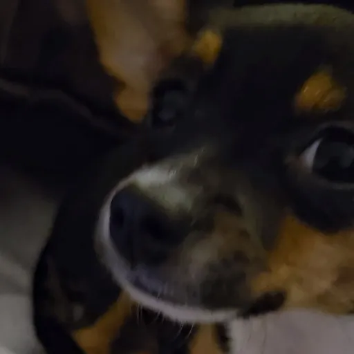 creator Fionathe ogre's avatar