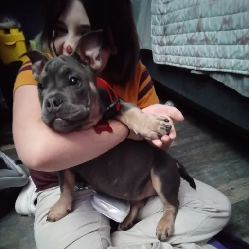 talkie's author avatar