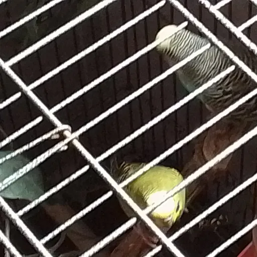 creator the twin birds's avatar