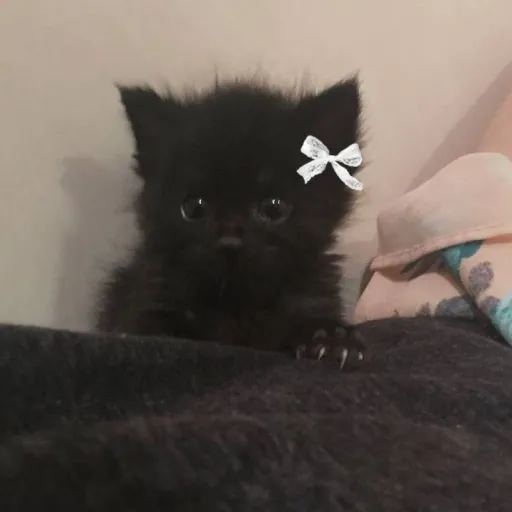 creator Kittzy 🧷's avatar