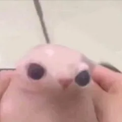 creator rotnob's avatar