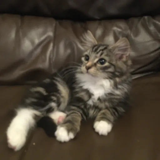 talkie's author avatar