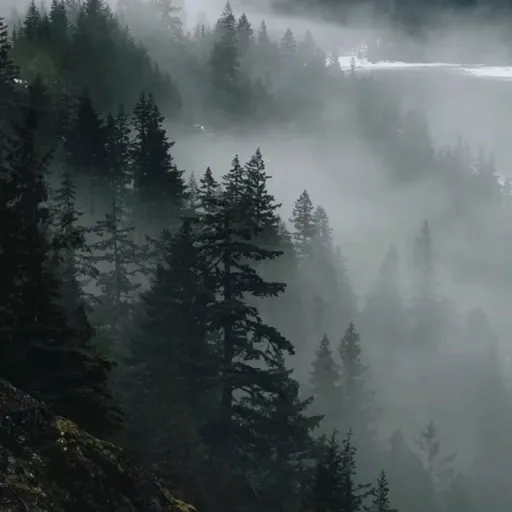 creator Nemophilist_stay's avatar