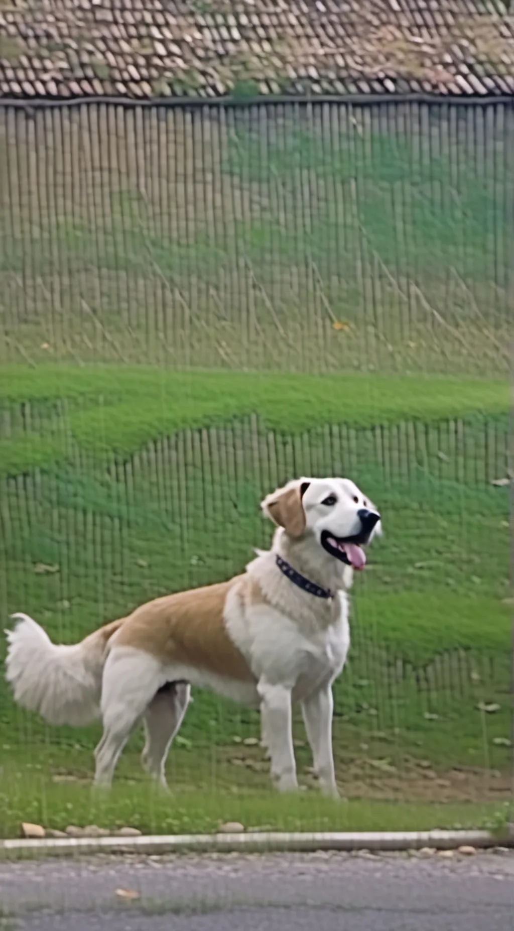 ai character: the dog background