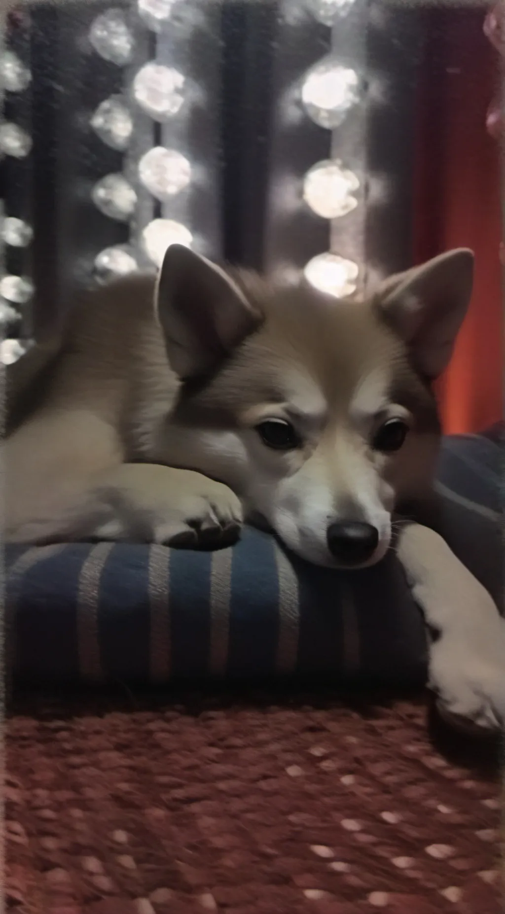 ai character: Dolly the dog background