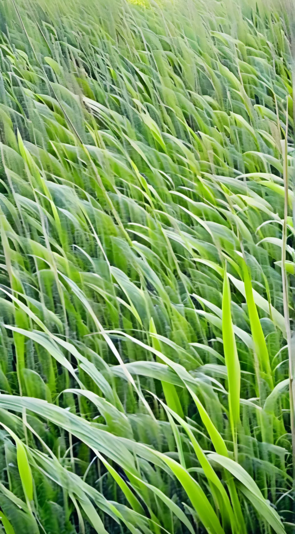 ai character: grass background