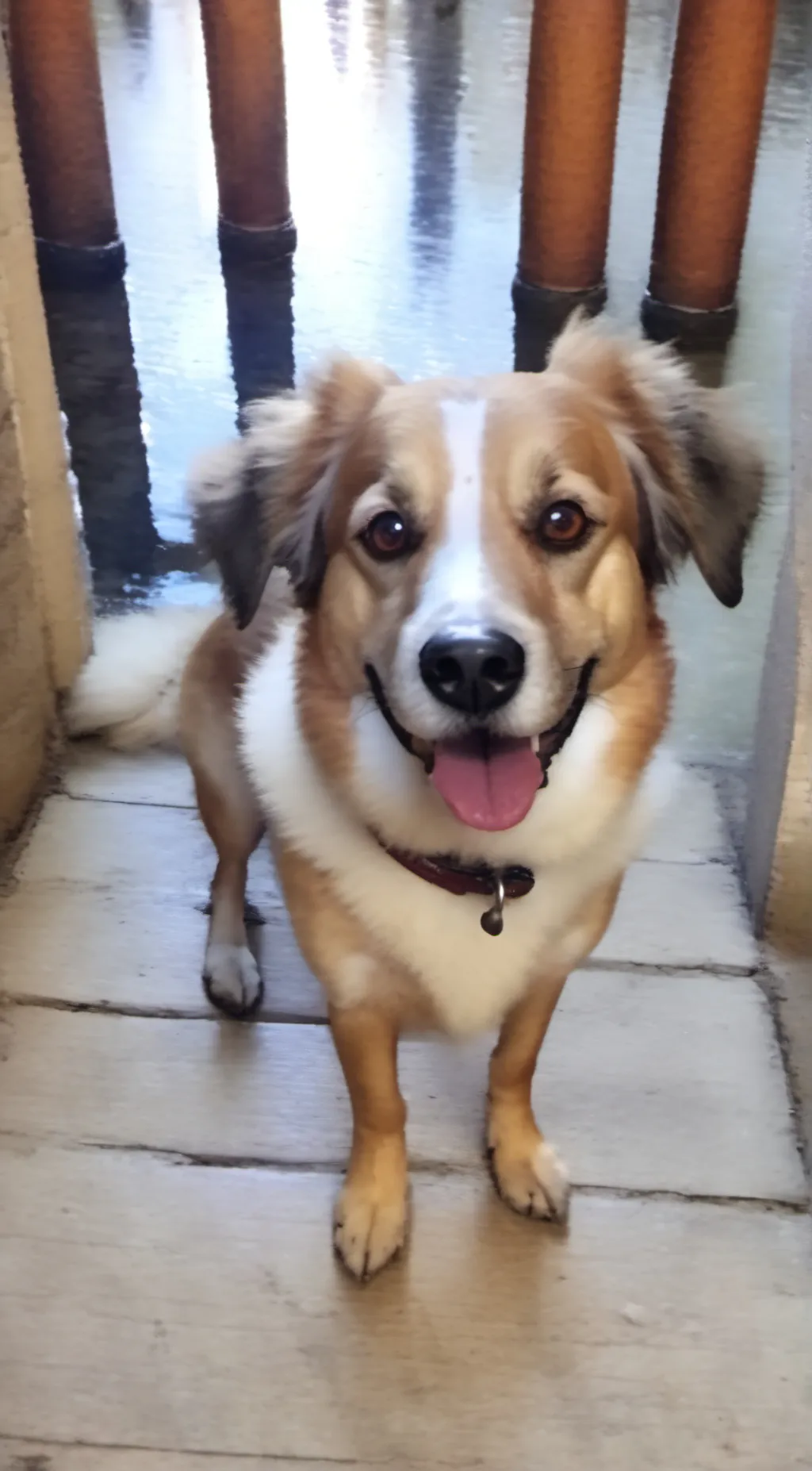 Talkie AI - Chat with Little doggie