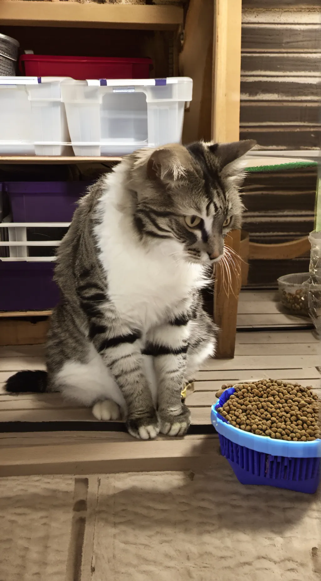 ai character: Mha’s cat background