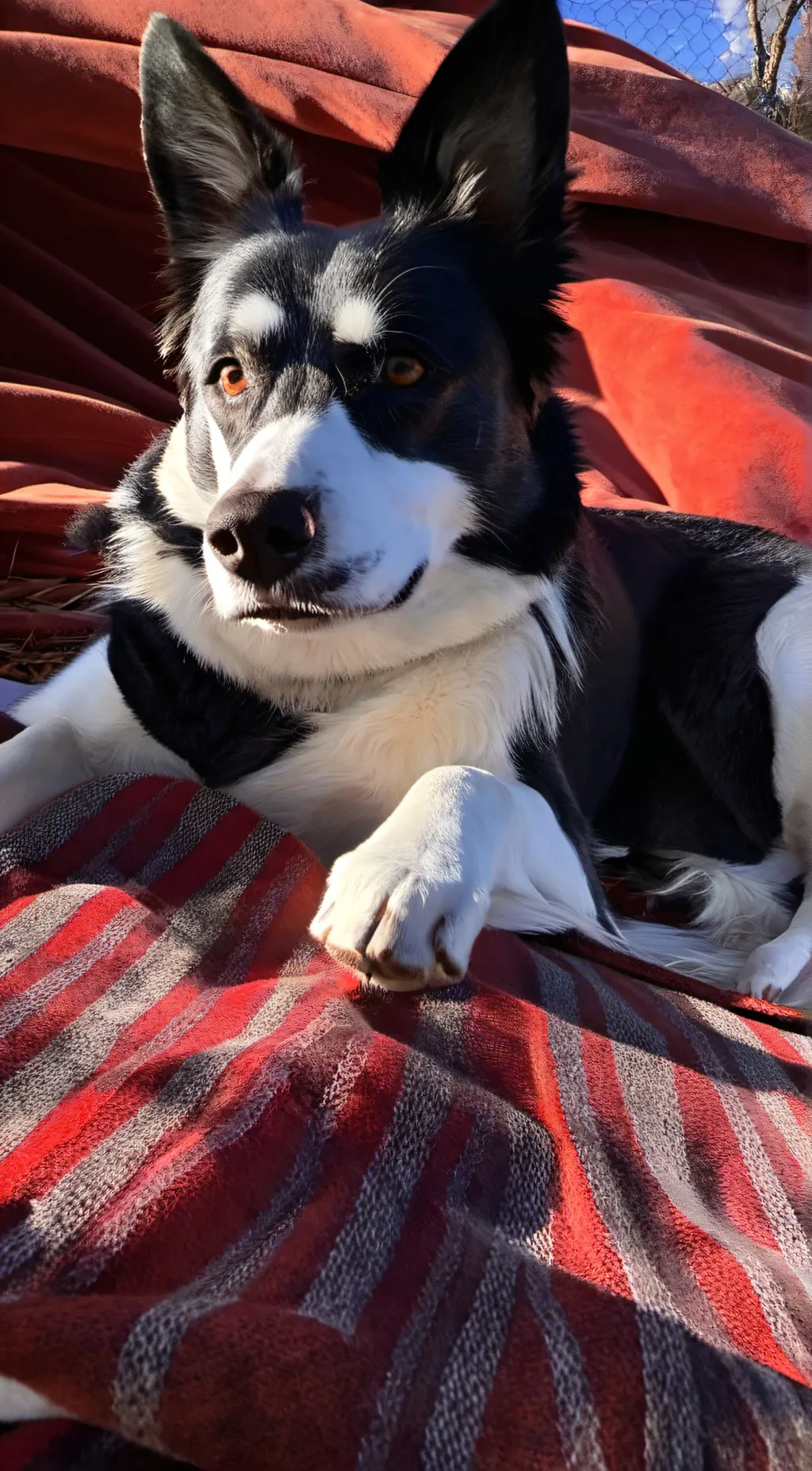 Talkie AI - Chat with ✨shadow✨