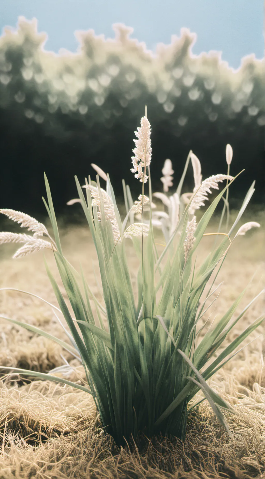 ai character: grass... background