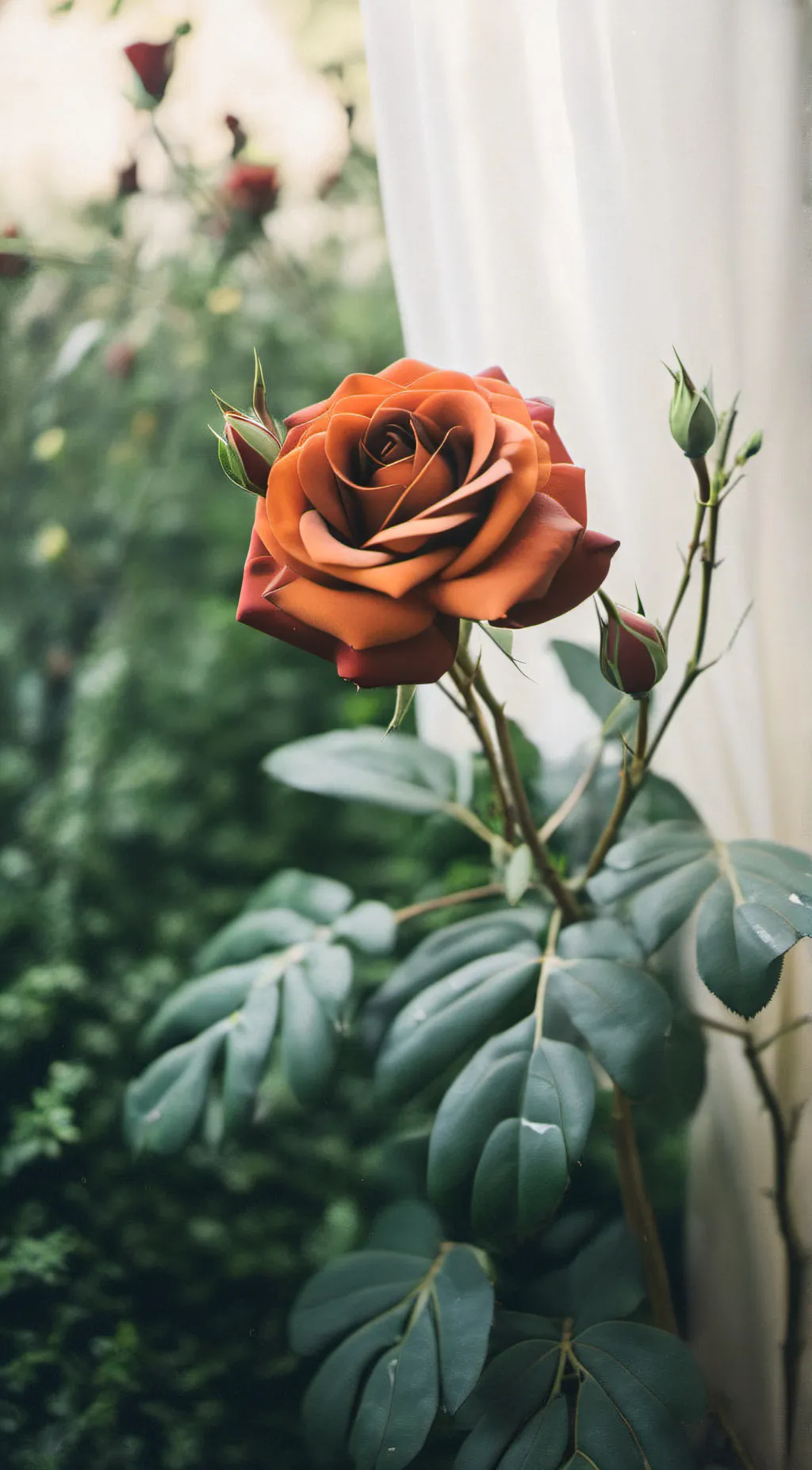 ai character: Rose background