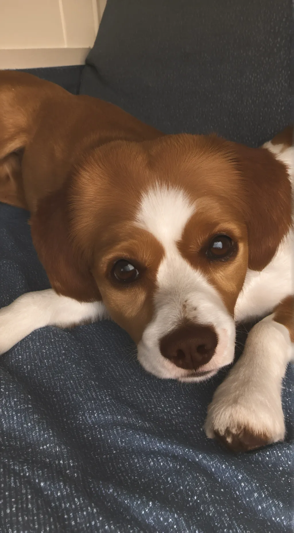 ai character: Coco background