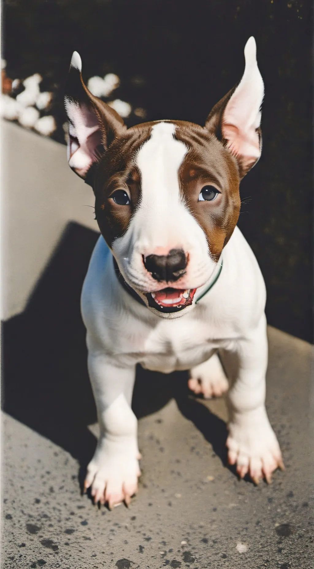 ai character: Marley background