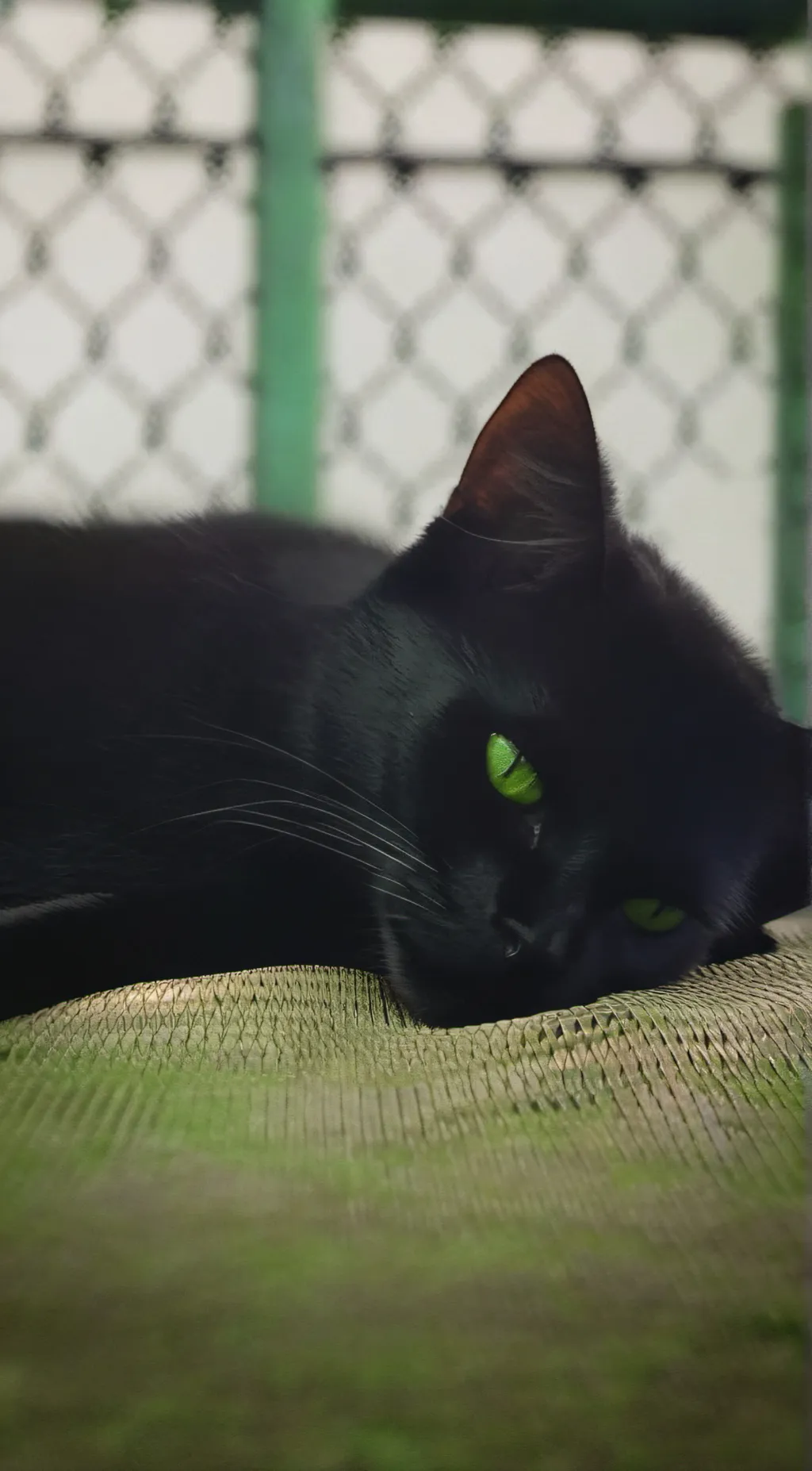 ai character: Luna background