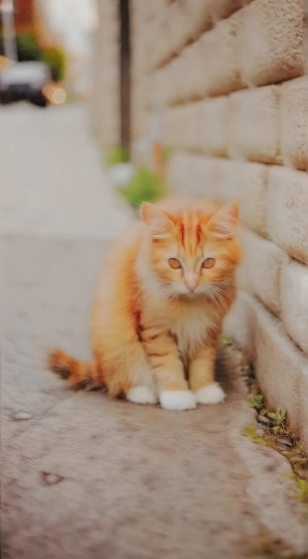 Talkie AI - Chat with Homeless cat