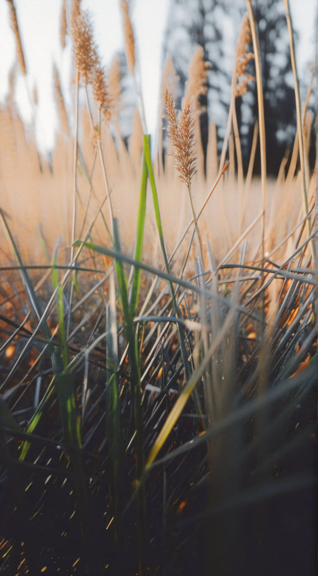 ai character: Grass background