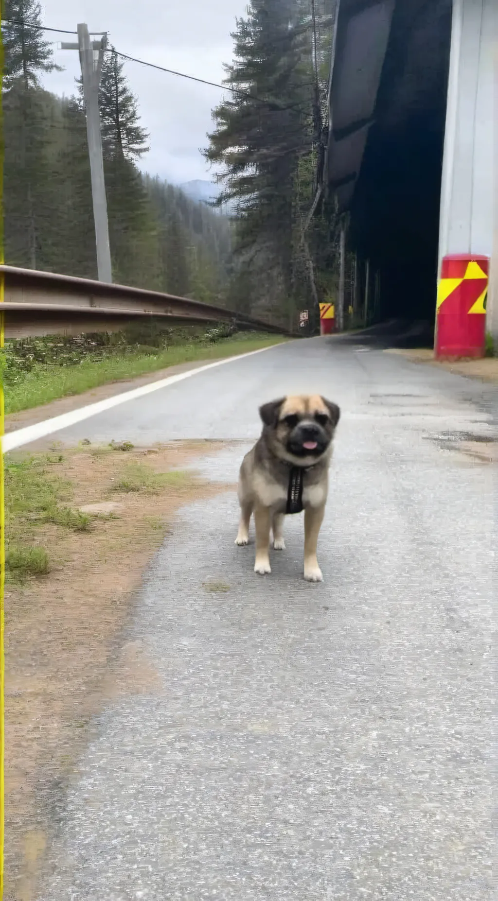 Talkie AI - Chat with Lost dog