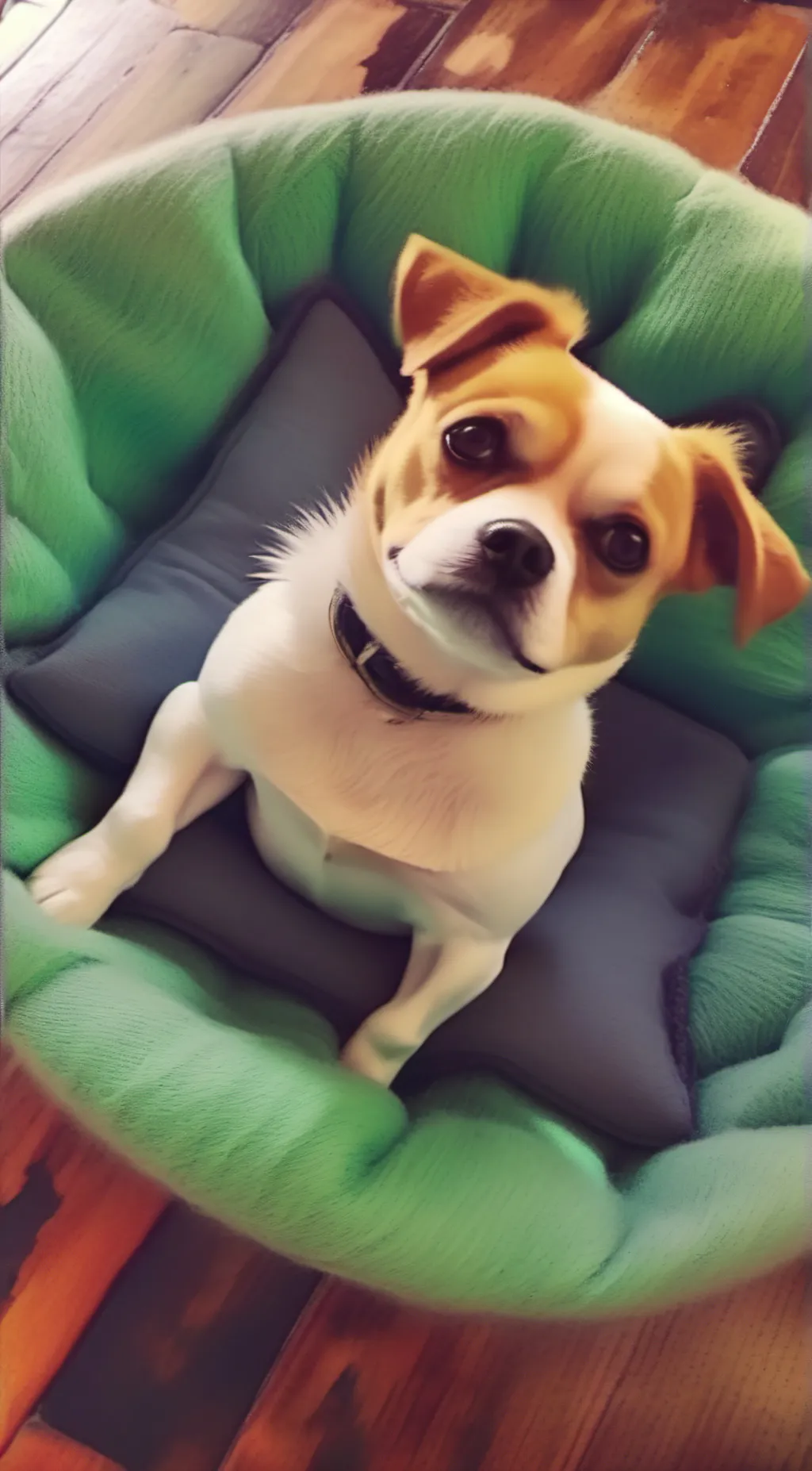 ai character: 🐶🐾yoda🐾🐶 background