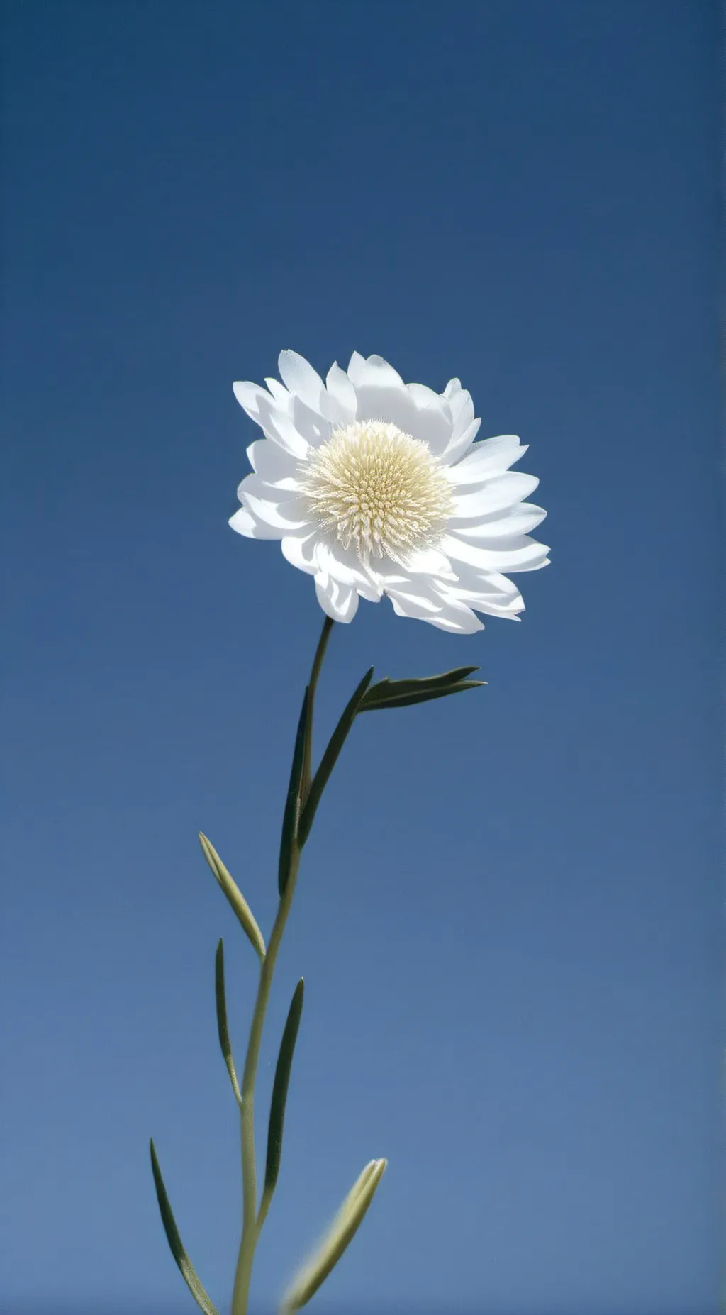 ai character: jax background