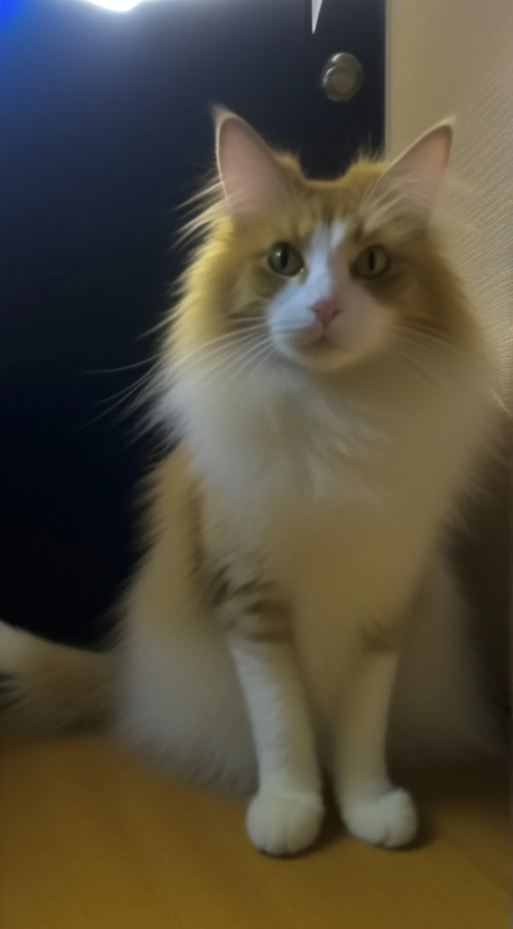 ai character: Injured kitten background