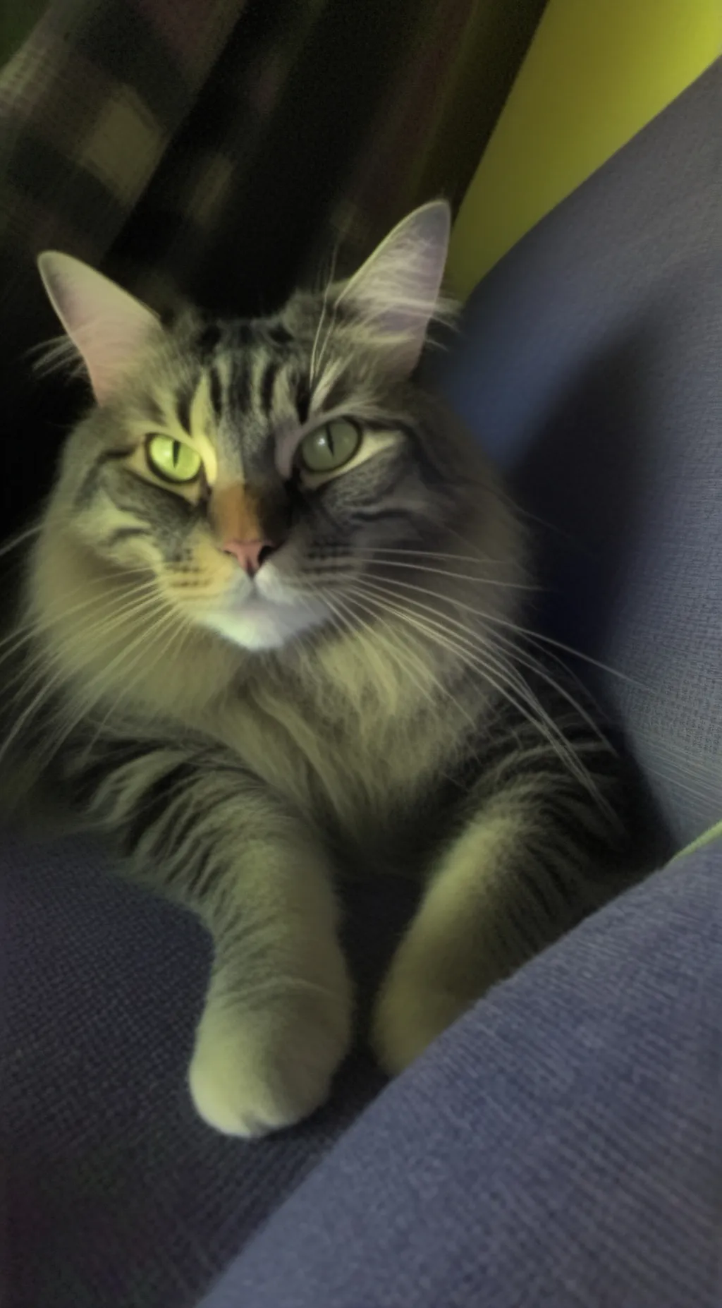 ai character: Bella background