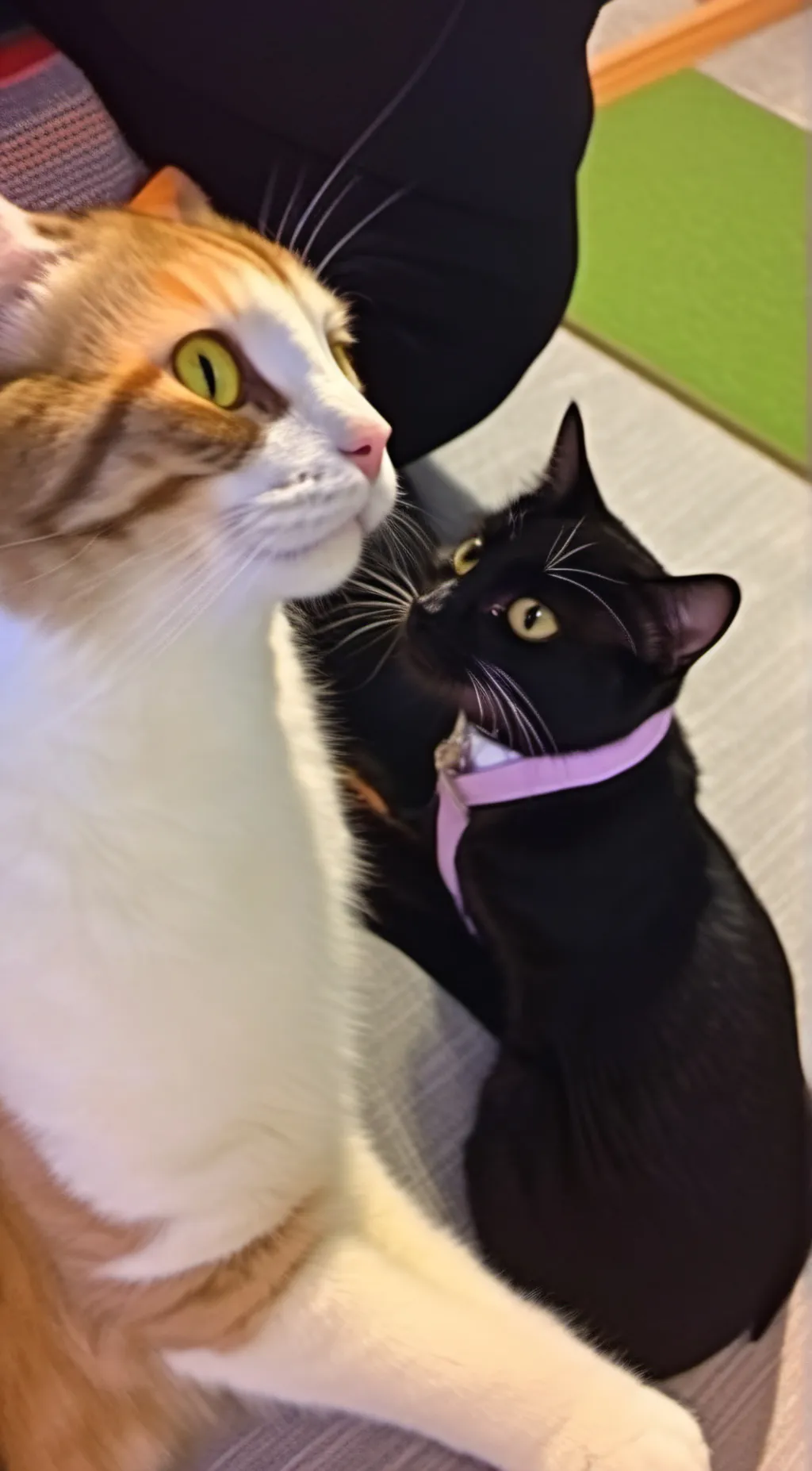 ai character: kitty cat background