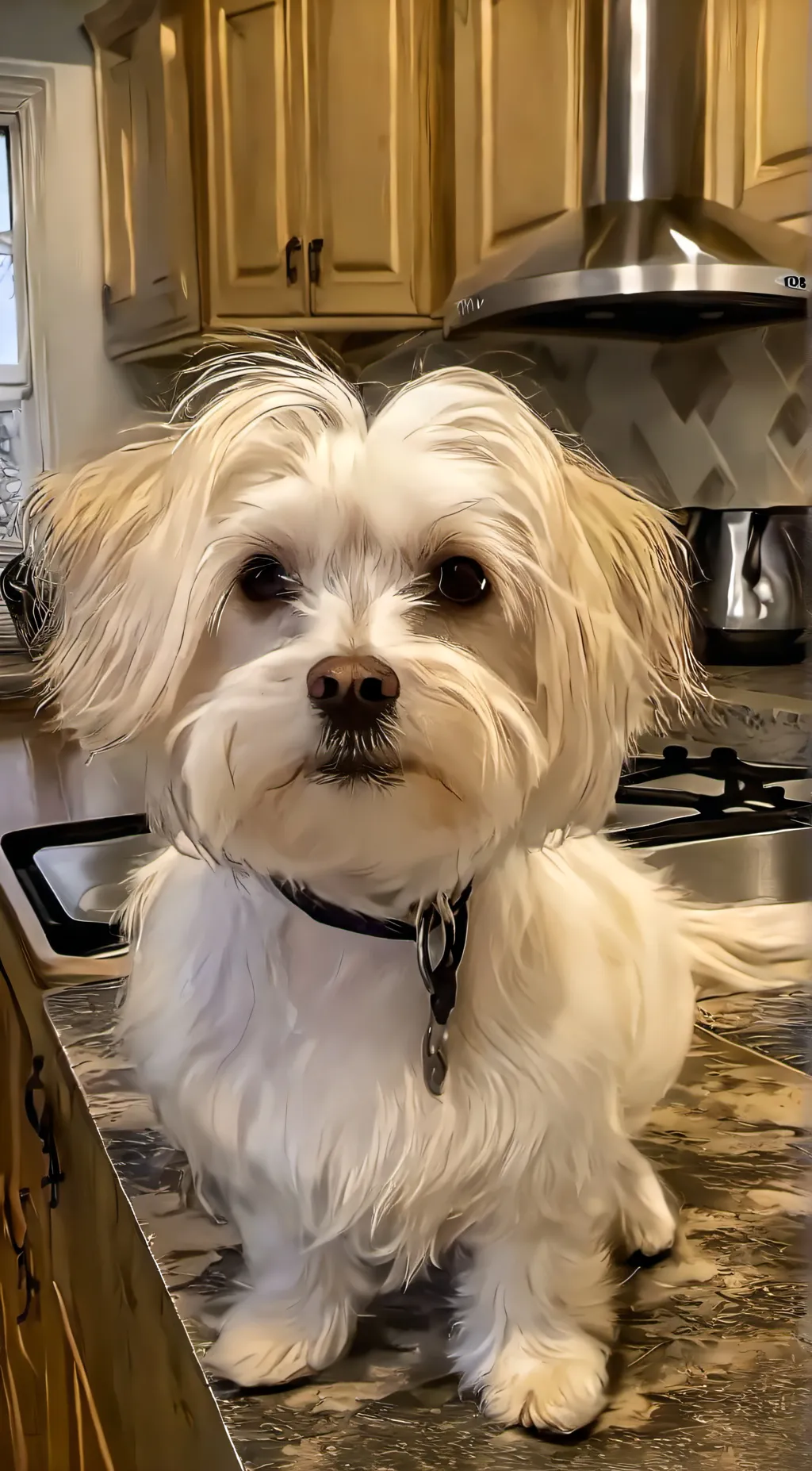 ai character: Dog background