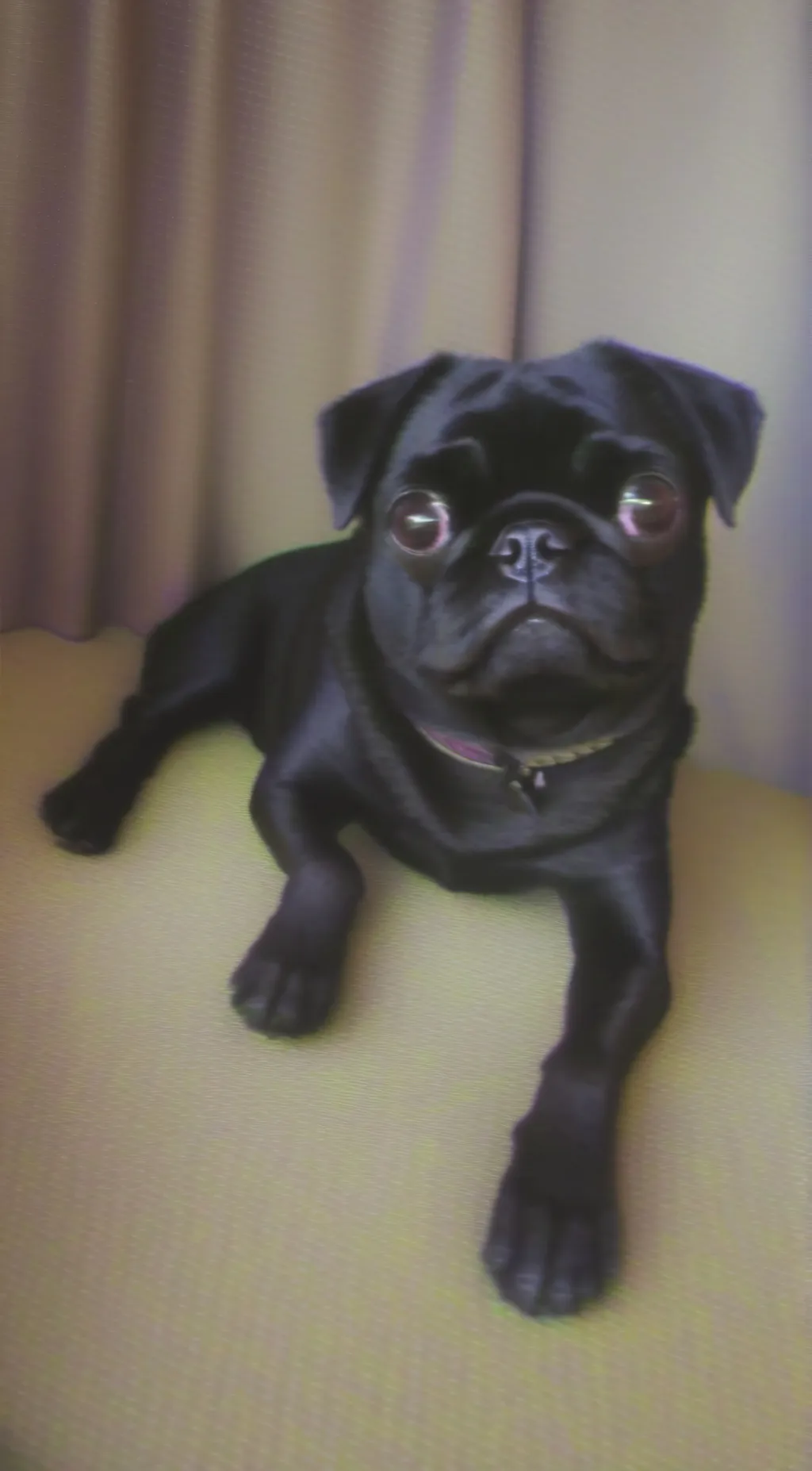 Talkie AI - Chat with rufio the dog