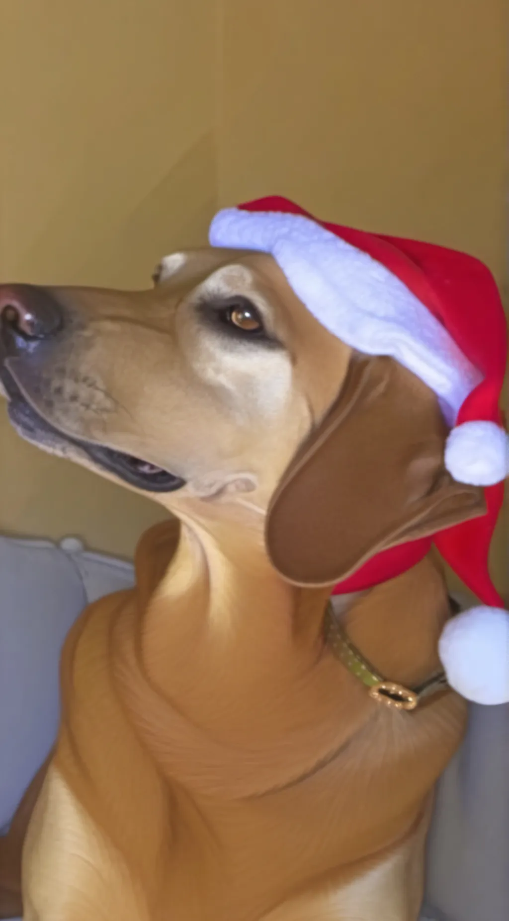ai character: Christmas dog background