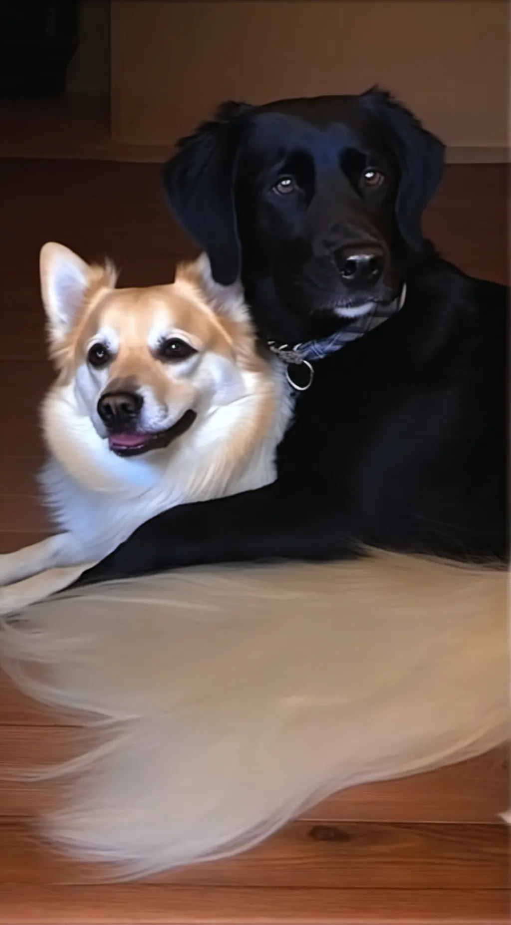 ai character: Mollie background