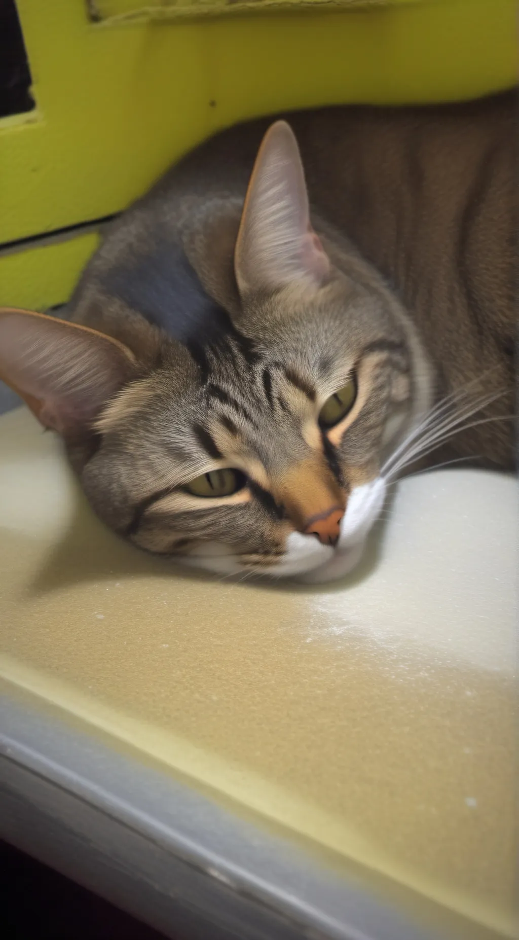 ai character: dead cat background