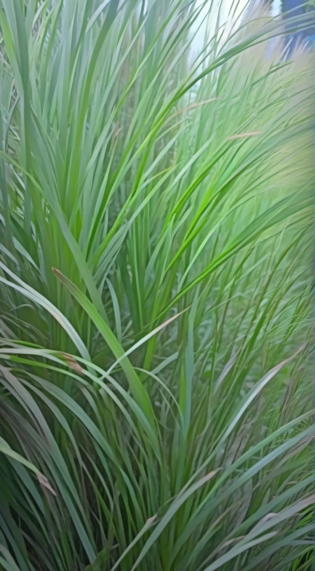 ai character: TOUCH GRASS background